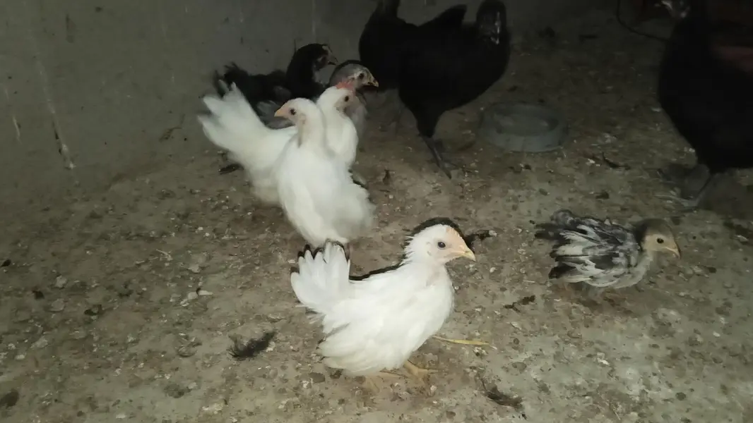 Golden Heavy Buff, Fayoumi, RIR, Australorp, Japanese & Bantam chicks — photo 9