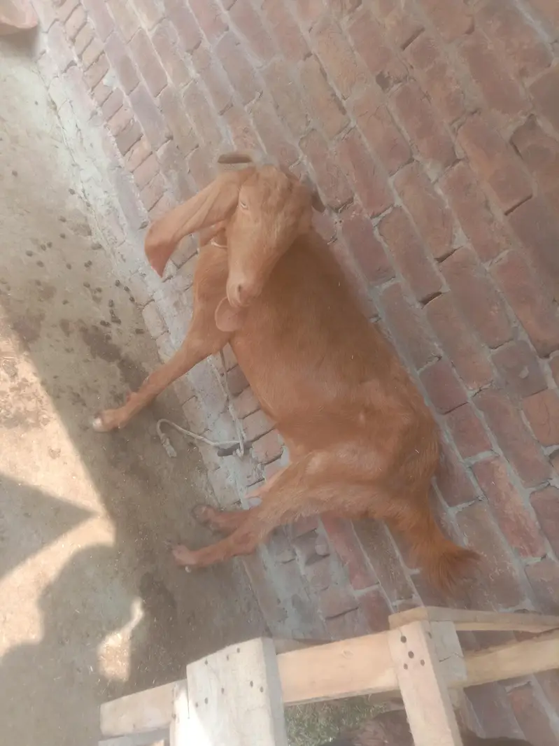 Goat/bakri/path/Teddi/dogli — photo 2