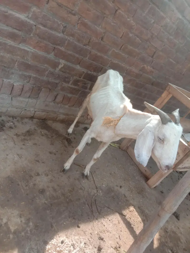 Goat/bakri/path/Teddi/dogli — photo 3