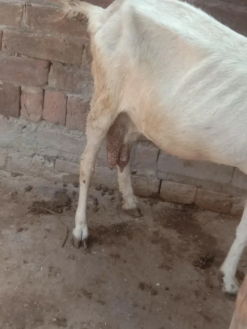 Goat/bakri/path/Teddi/dogli — photo 4