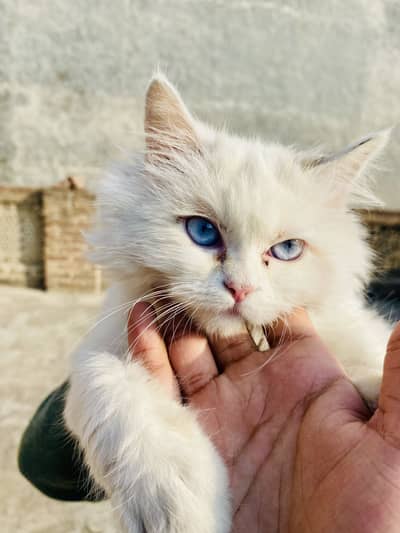 Persian Cat Triple coat blue eyes