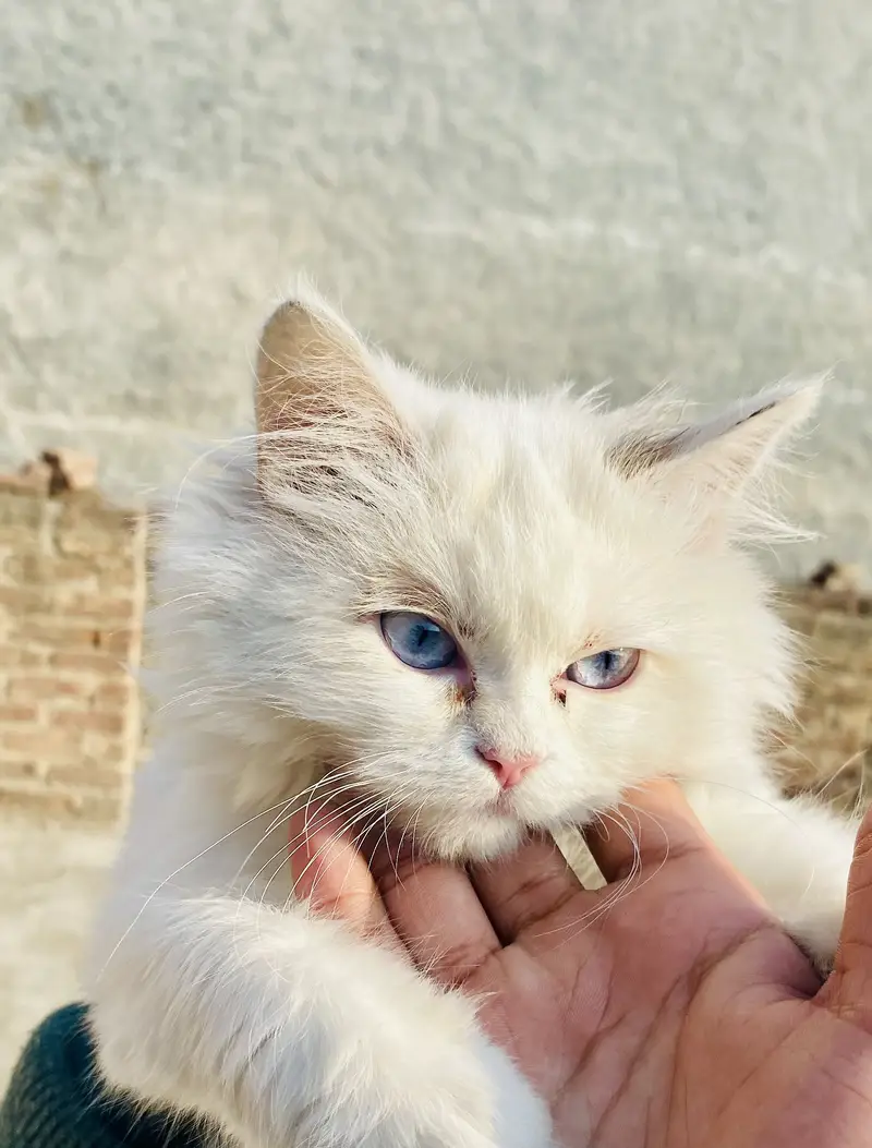 Persian Blue eyes triple coat Highquality cat — photo 2