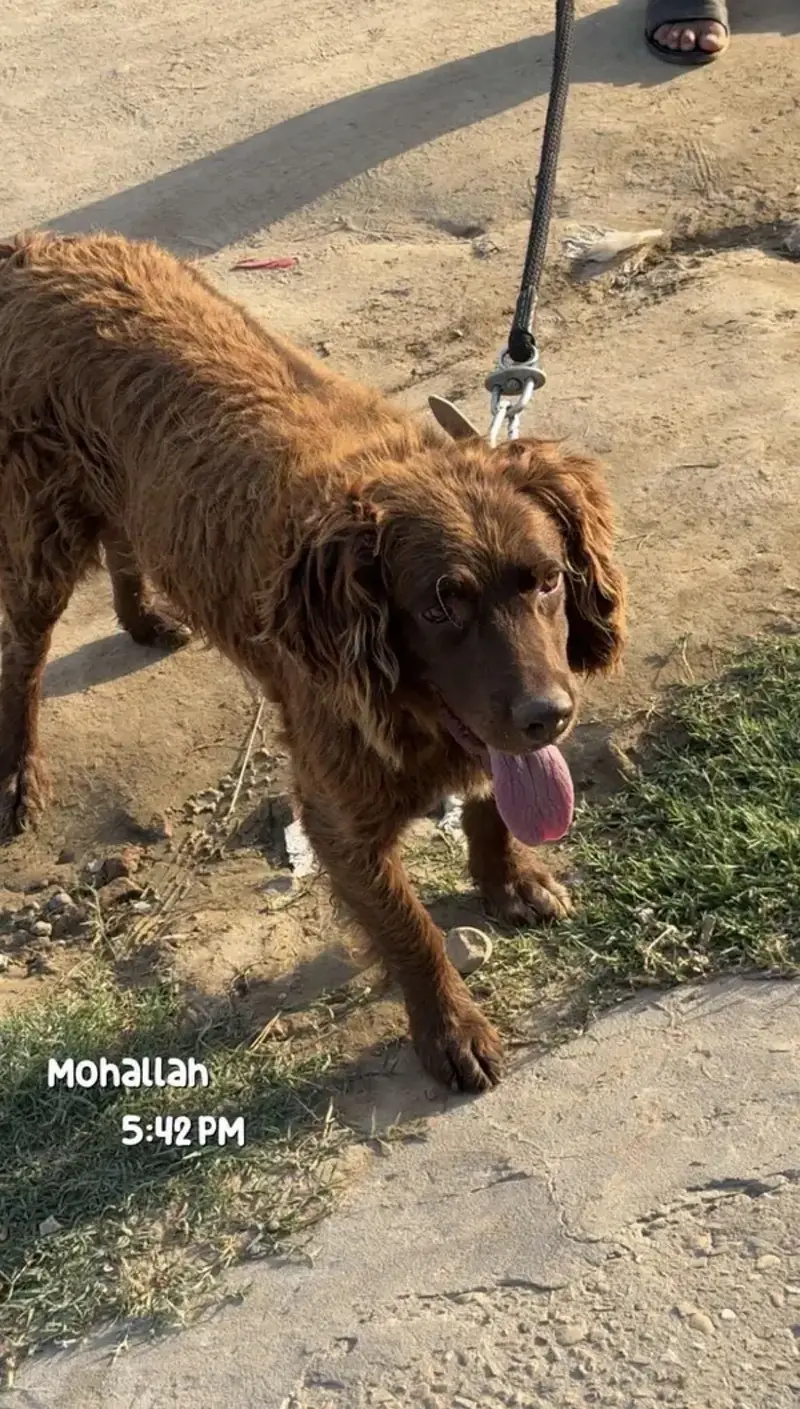 cocker spaniel for stud and exchange