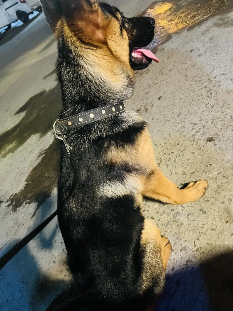 4 month vaccinations completed