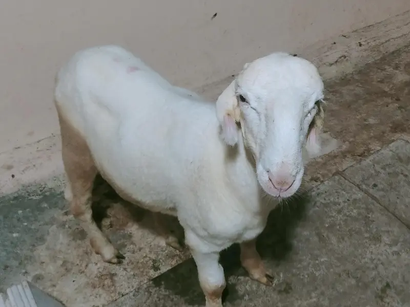 Larkhana and khara available
