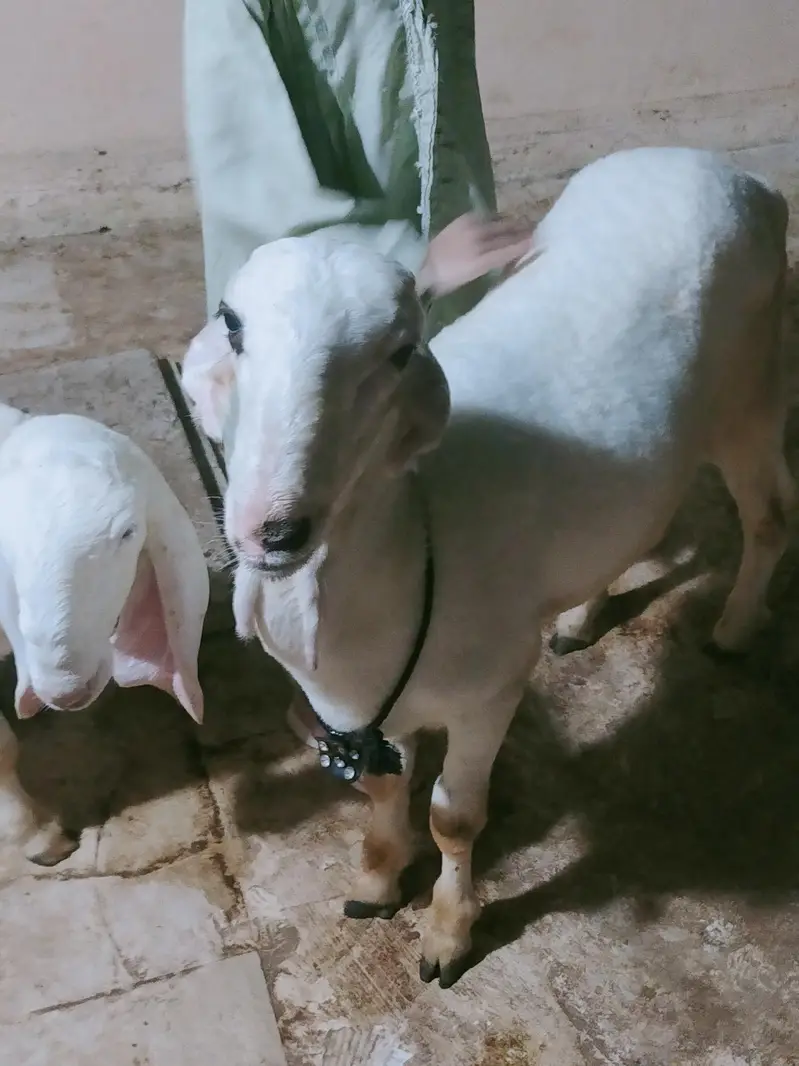 Larkhana and khara available — photo 2