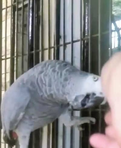 African Grey parrot Hand Tamed