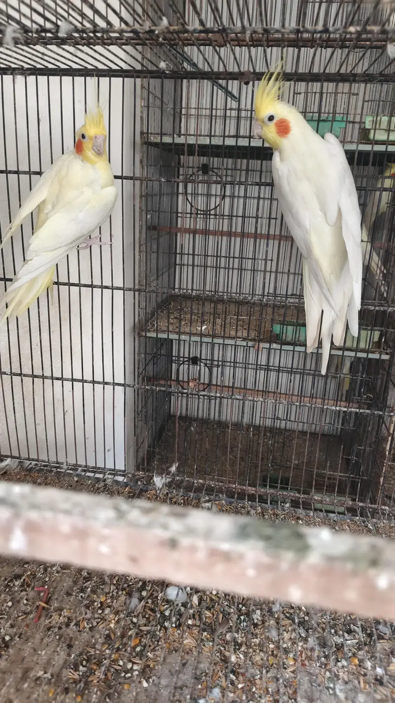cockatiel for sale