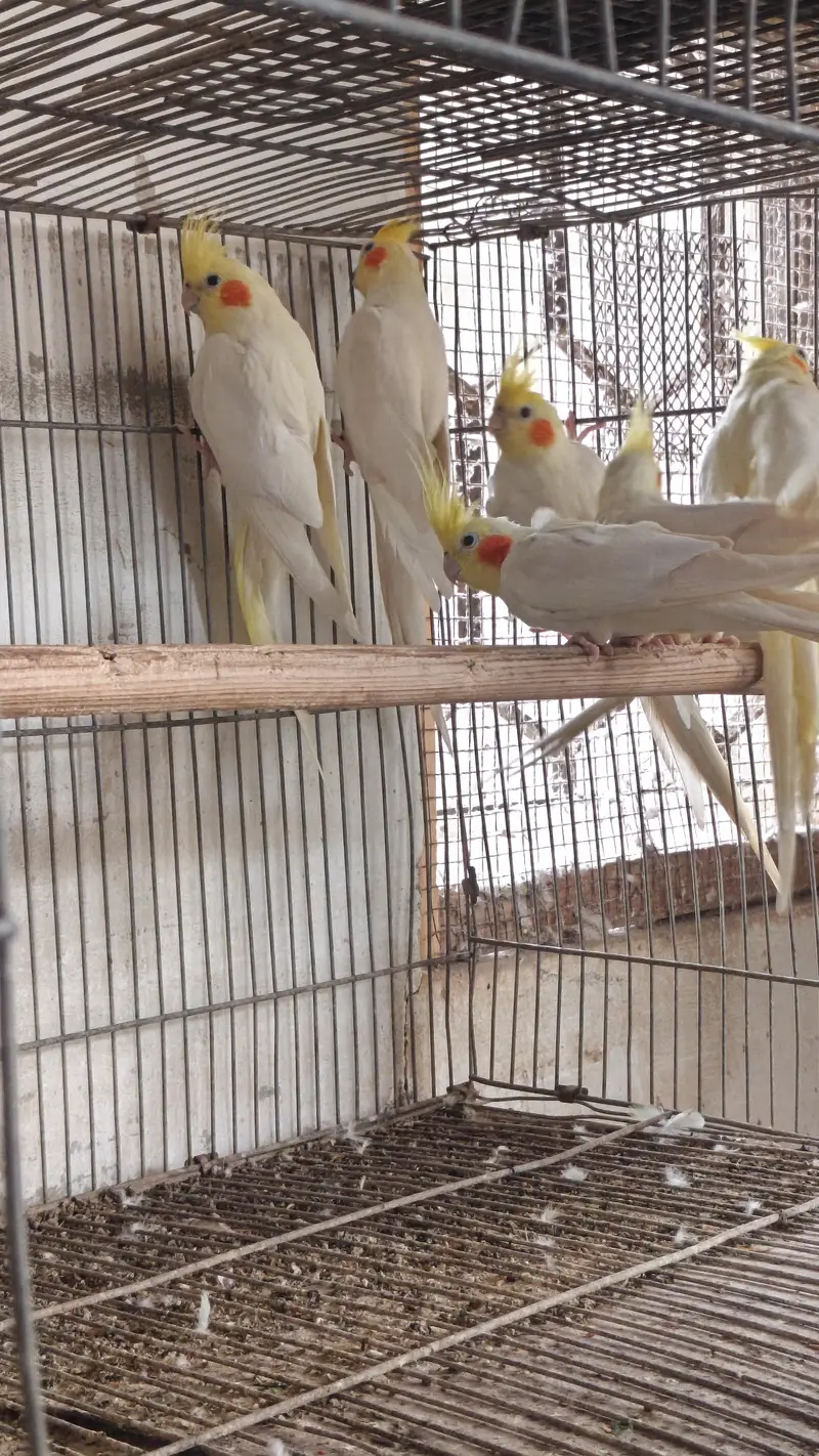 cockatiel for sale — photo 2