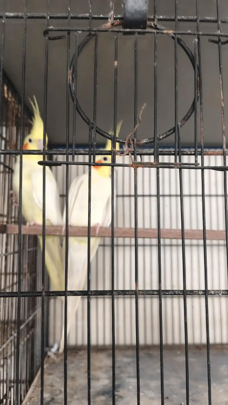 cockatiel for sale — photo 3