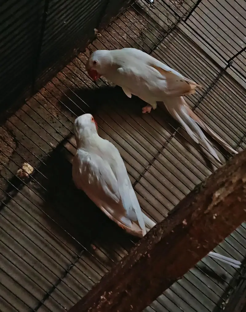 white ringneck DNA Males — photo 3