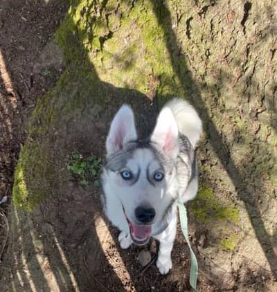 siberian Husky Blue Eyes For sale in sialkot