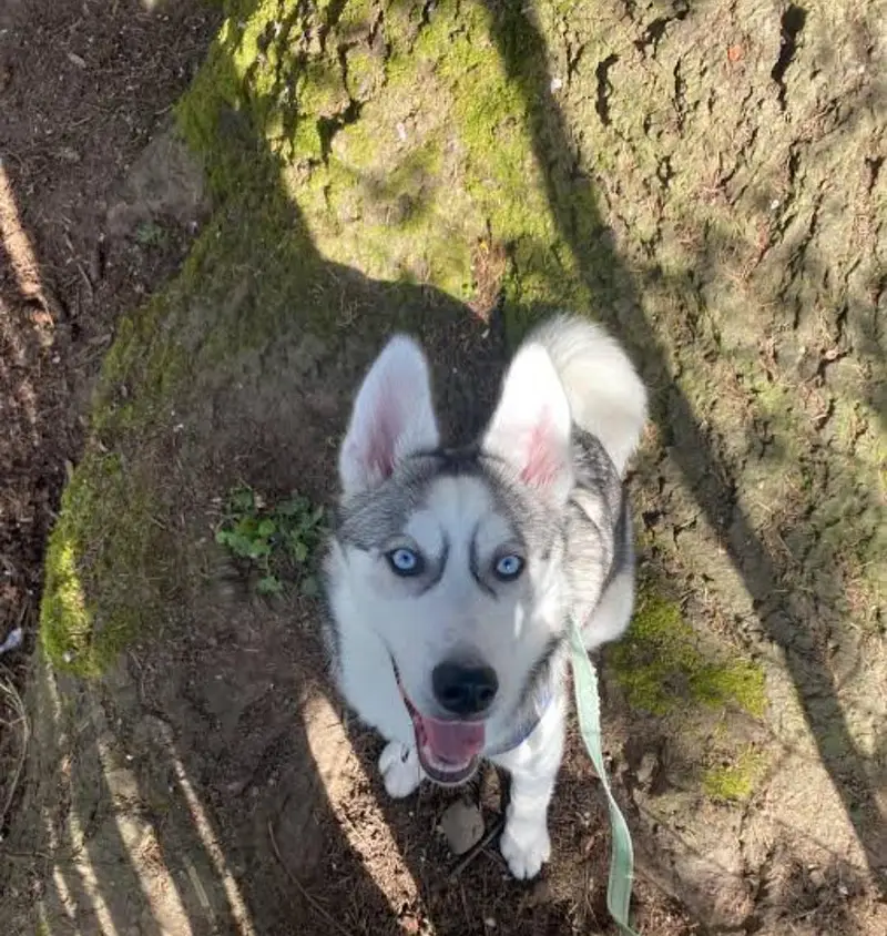 siberian Husky Dog Blue Eyes For sale in sialkot