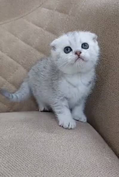 SCOTTISH FOLD MALE KITTEN