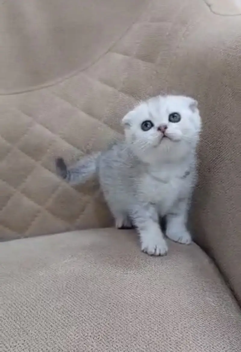 SCOTTISH FOLD MALE KITTEN — photo 2