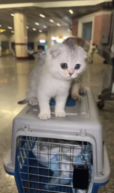 SCOTTISH FOLD MALE KITTEN