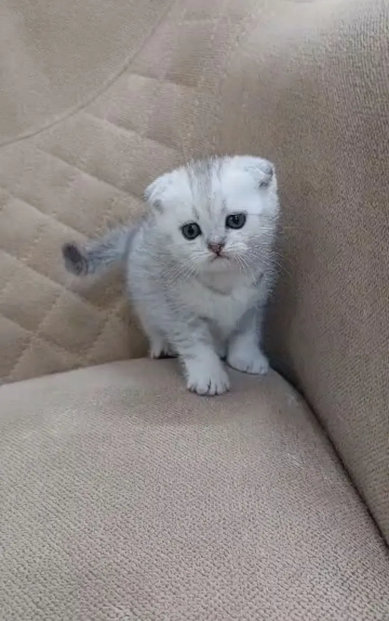 SCOTTISH FOLD MALE KITTEN — photo 4