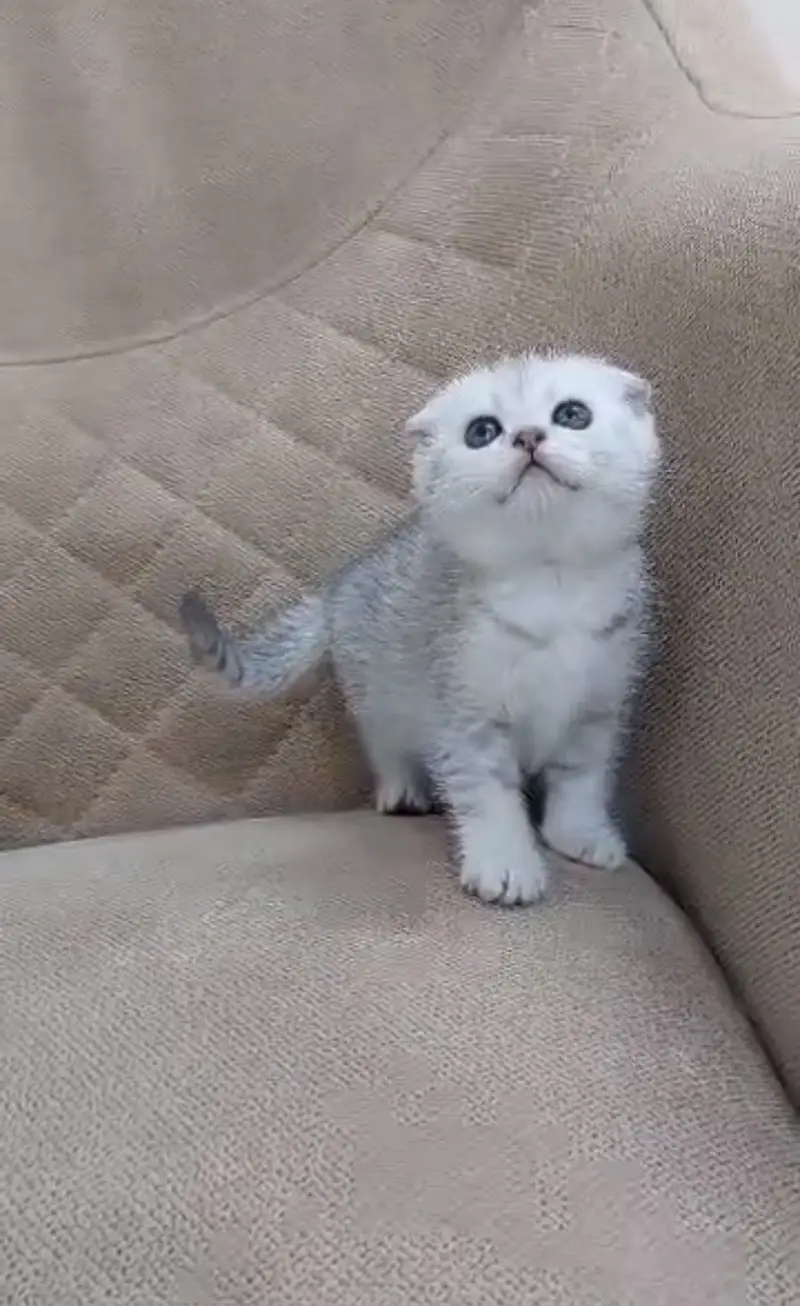 SCOTTISH FOLD MALE KITTEN — photo 5