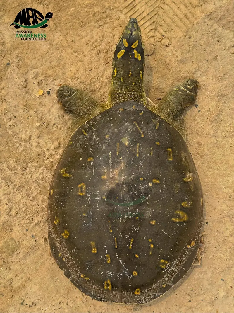 turtle for sale active