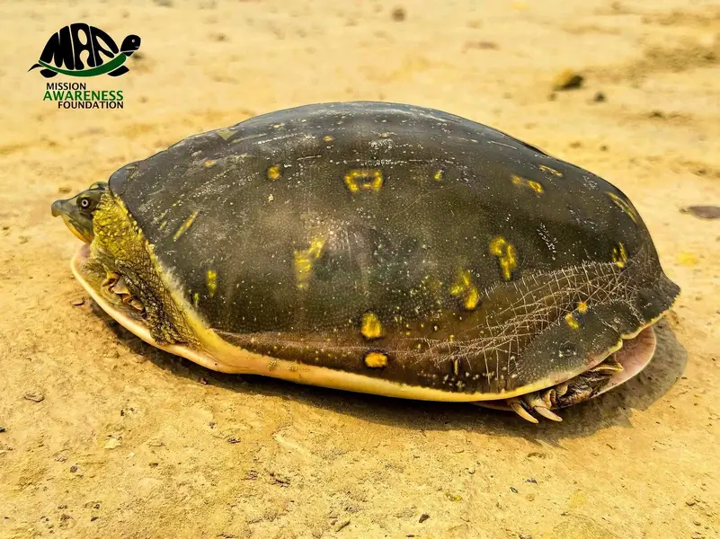 turtle for sale active — photo 2