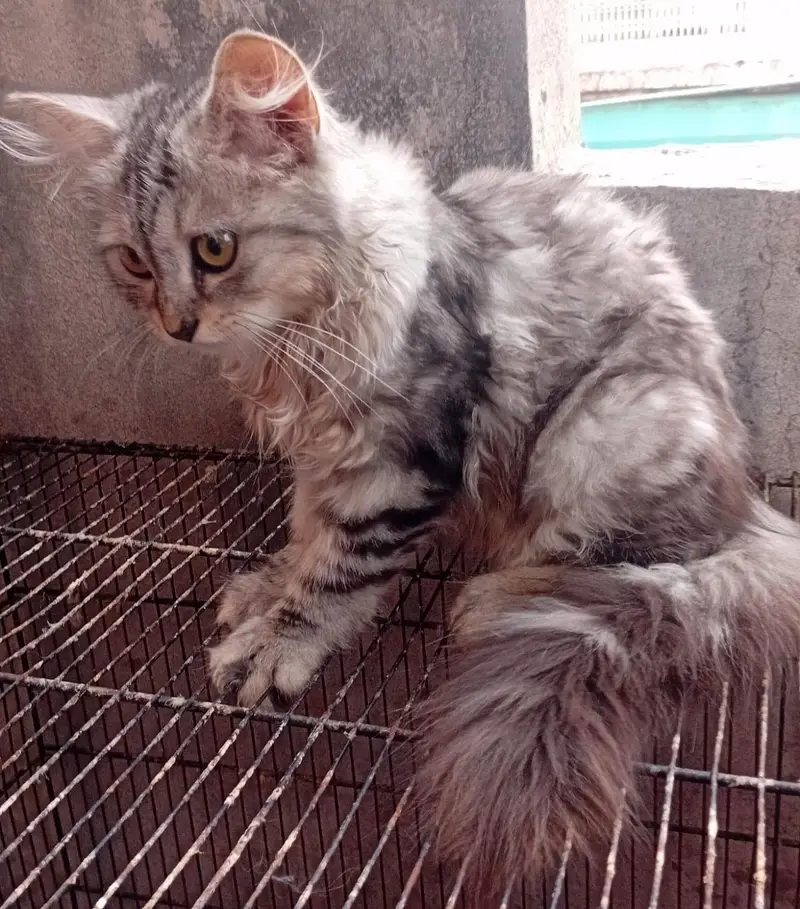 Persian Cats pair for sale — photo 2