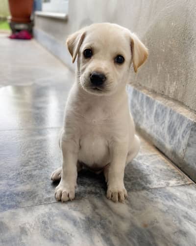 Labrador Puppy for Sale