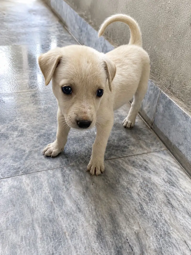 Labrador Puppy for Sale — photo 2