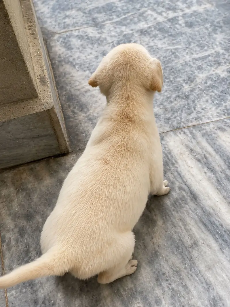 Labrador Puppy for Sale — photo 3