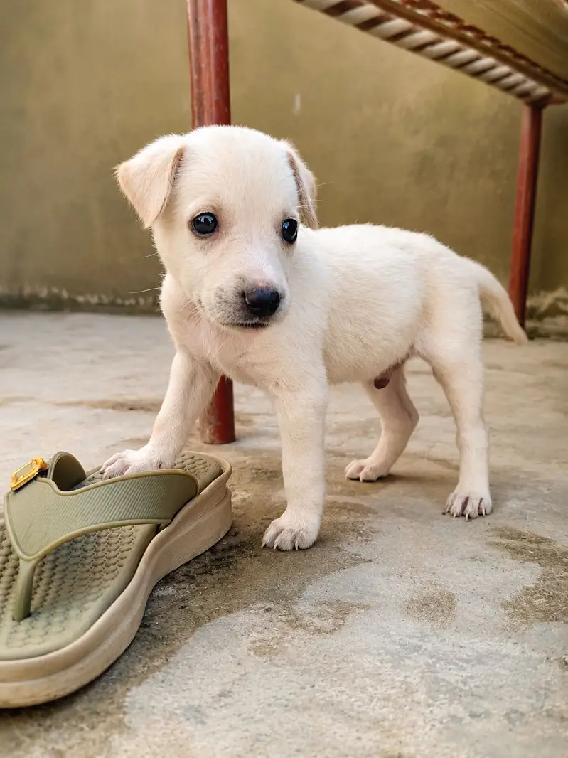 Labrador Puppy for Sale — photo 4