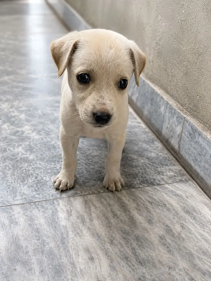 Labrador Puppy for Sale — photo 5