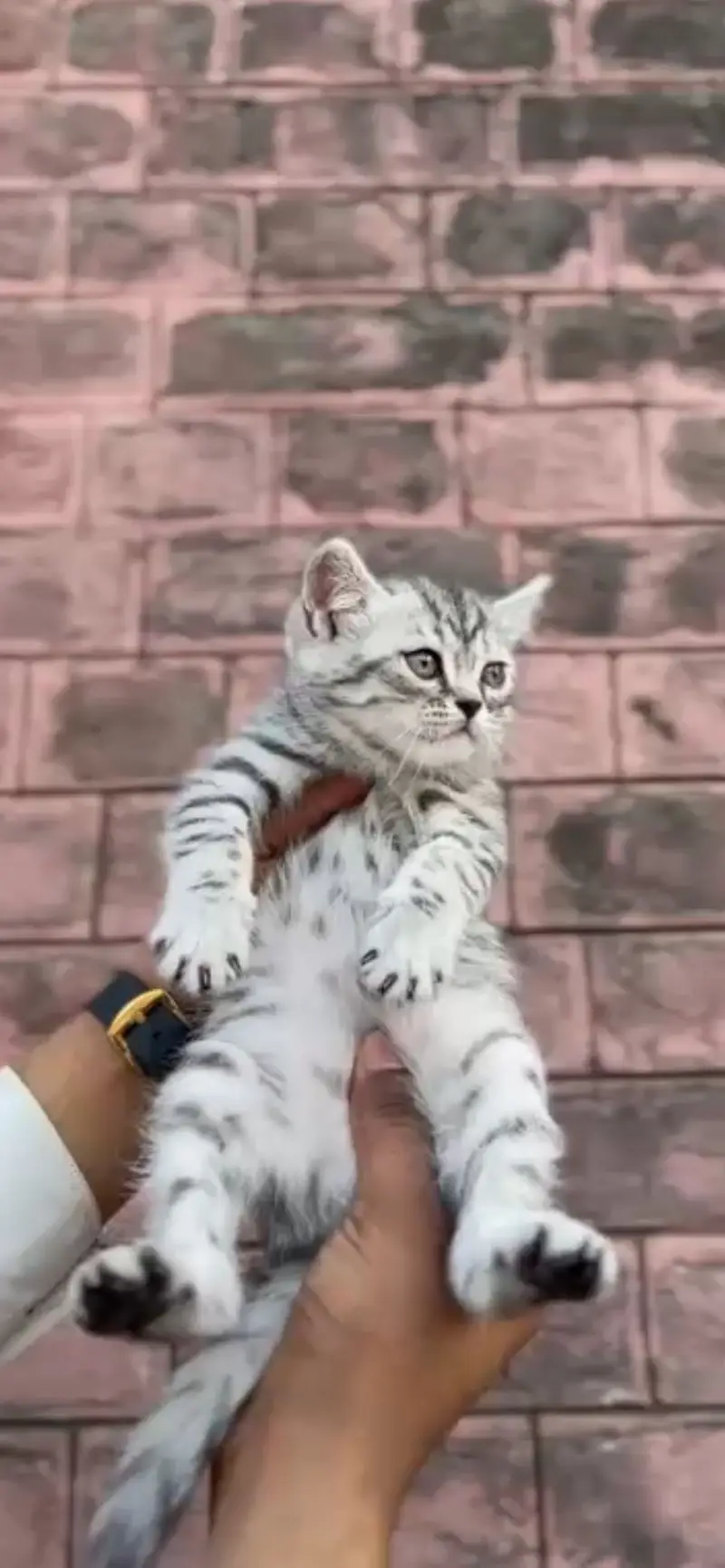 SILVER TABBY BRITISH SHORTHAIR MALE KITTEN