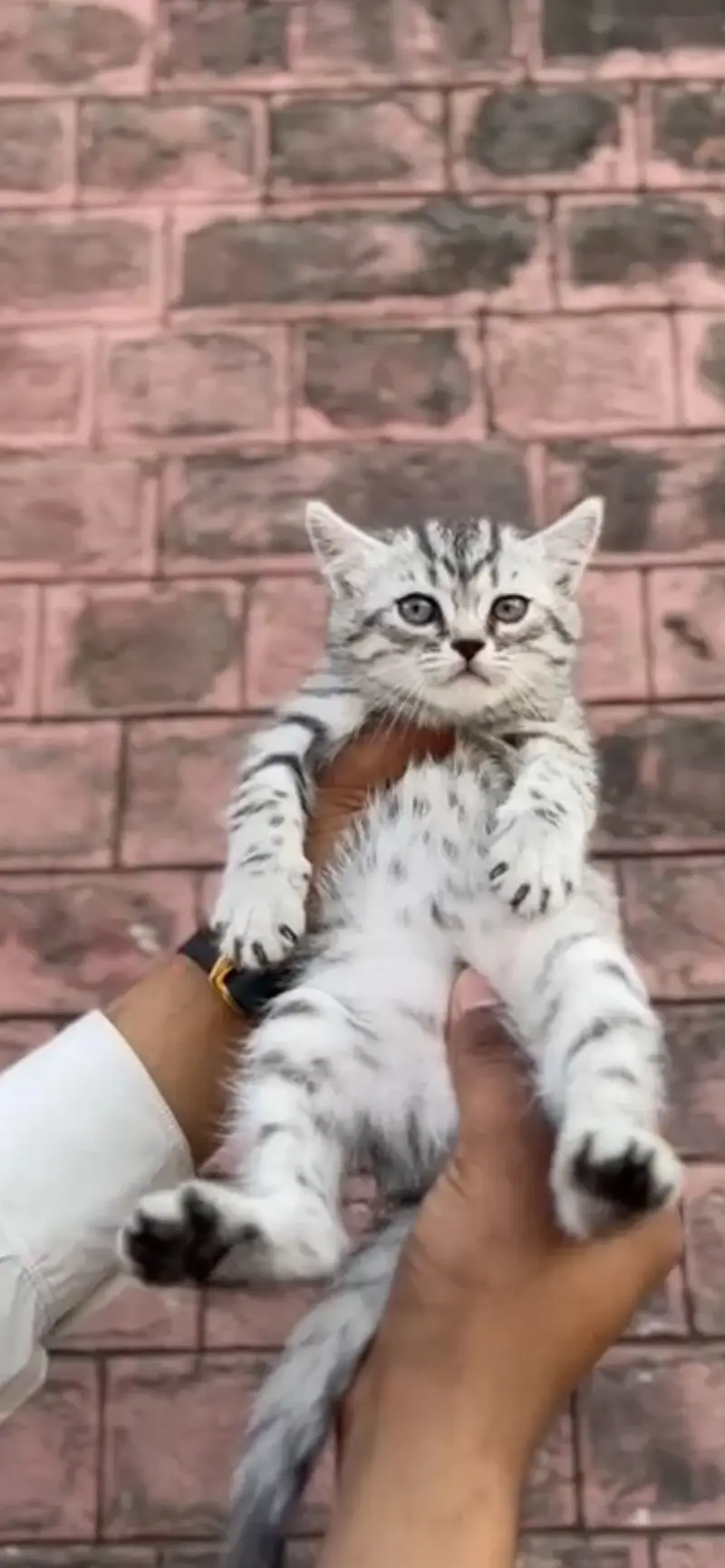 SILVER TABBY BRITISH SHORTHAIR MALE KITTEN — photo 2