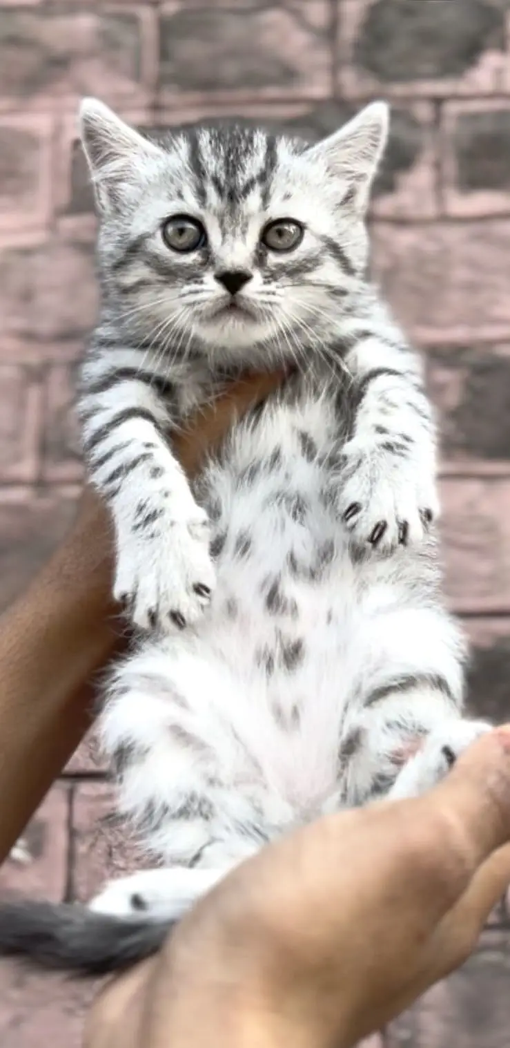 SILVER TABBY BRITISH SHORTHAIR MALE KITTEN — photo 3