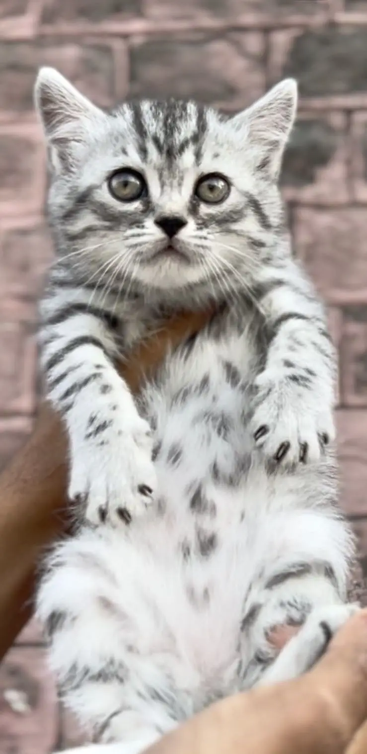 SILVER TABBY BRITISH SHORTHAIR MALE KITTEN — photo 4