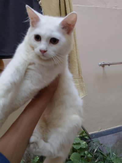 Persian kitten available