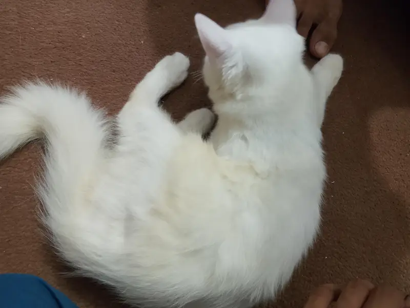 Persian kitten available — photo 2