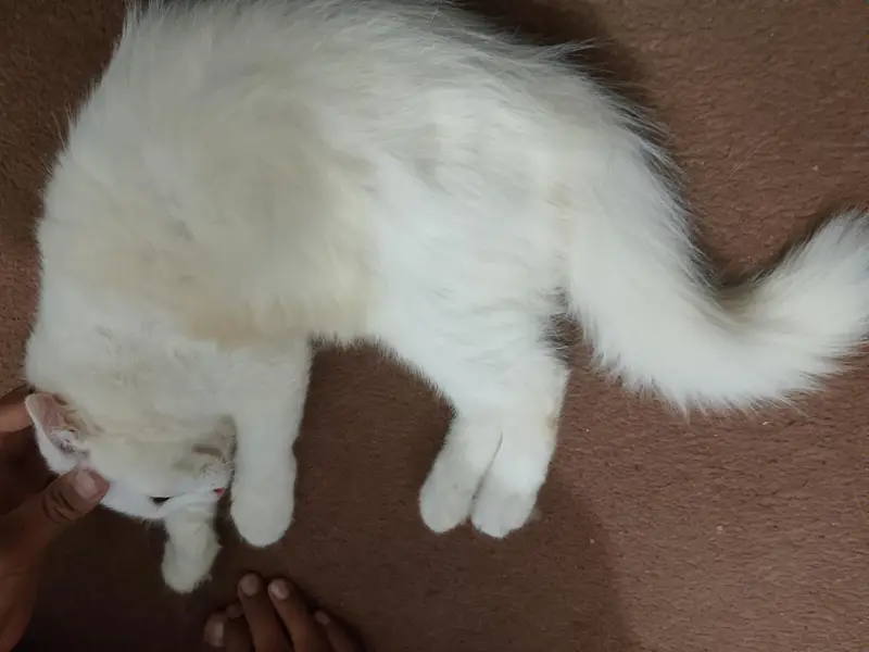 Persian kitten available — photo 3
