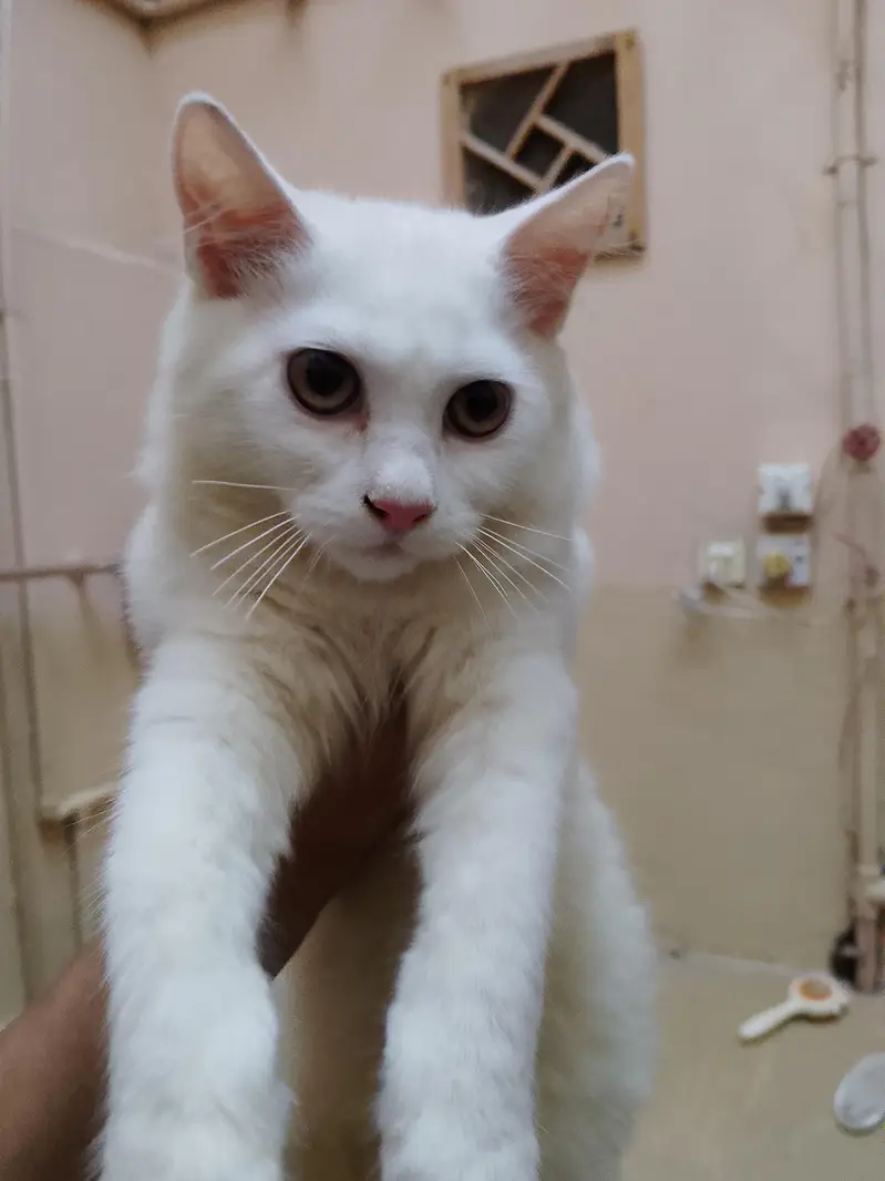Persian kitten available — photo 4