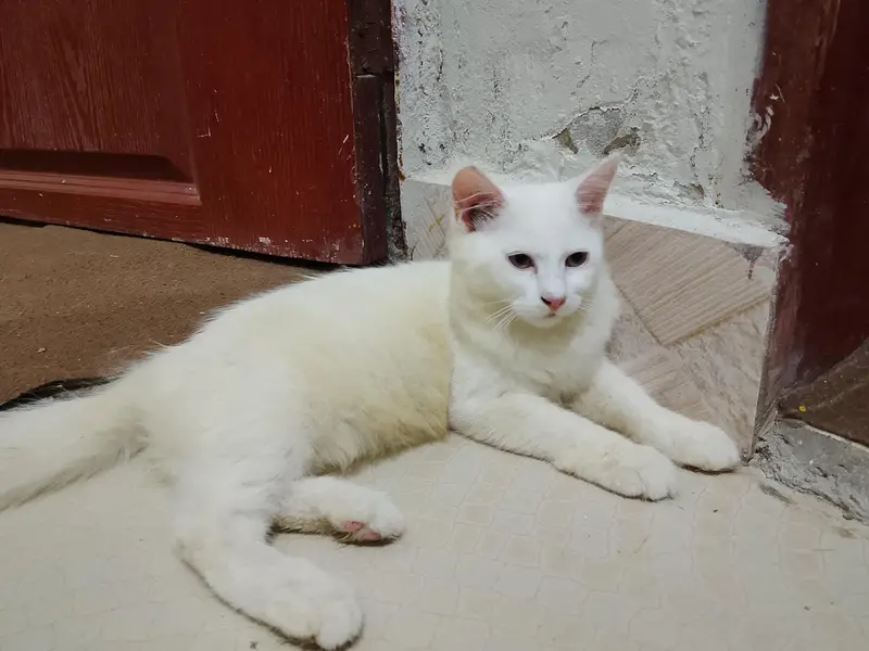 Persian kitten available — photo 6