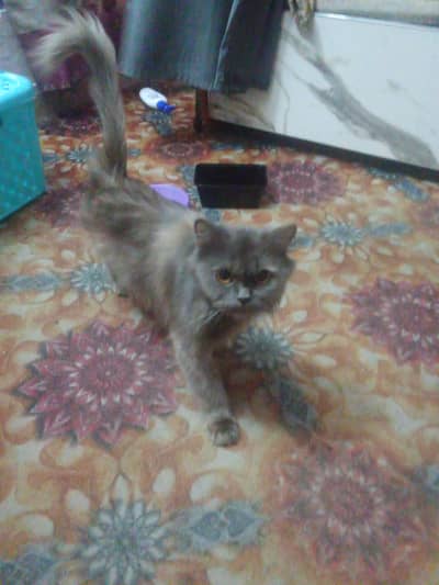 Pure Persian breed Long, soft, fluffy coat Beautiful flat face with ex