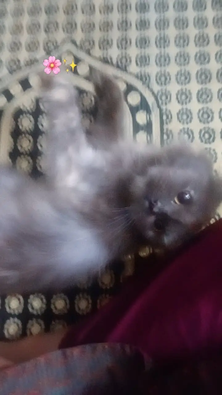 Pure Persian breed Long, soft, fluffy coat Beautiful flat face with ex — photo 2