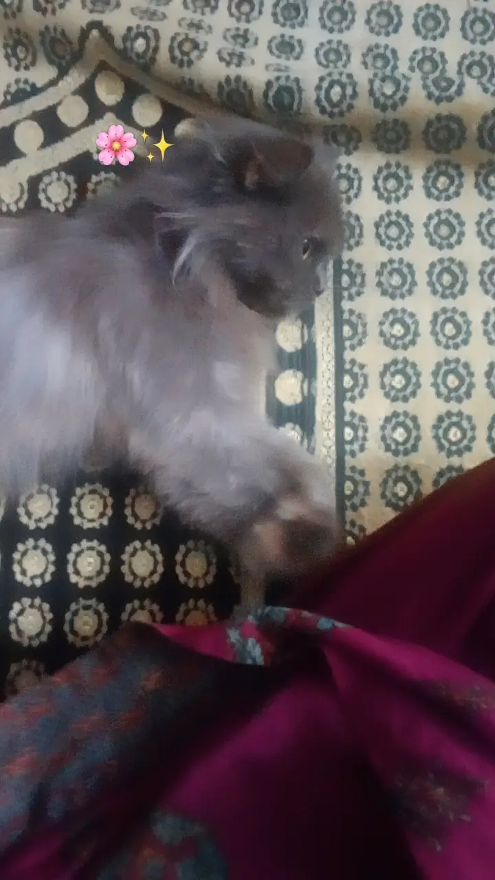 Pure Persian breed Long, soft, fluffy coat Beautiful flat face with ex — photo 3