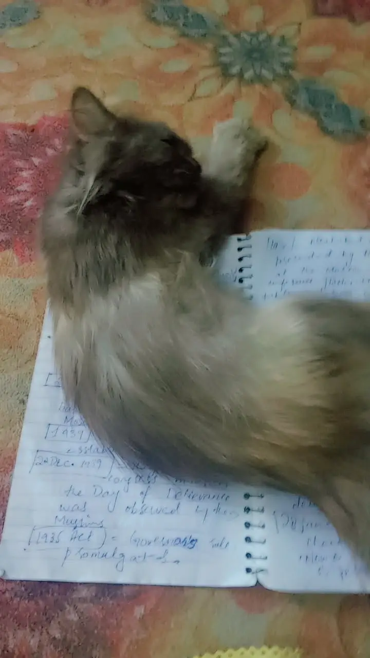 Pure Persian breed Long, soft, fluffy coat Beautiful flat face with ex — photo 4