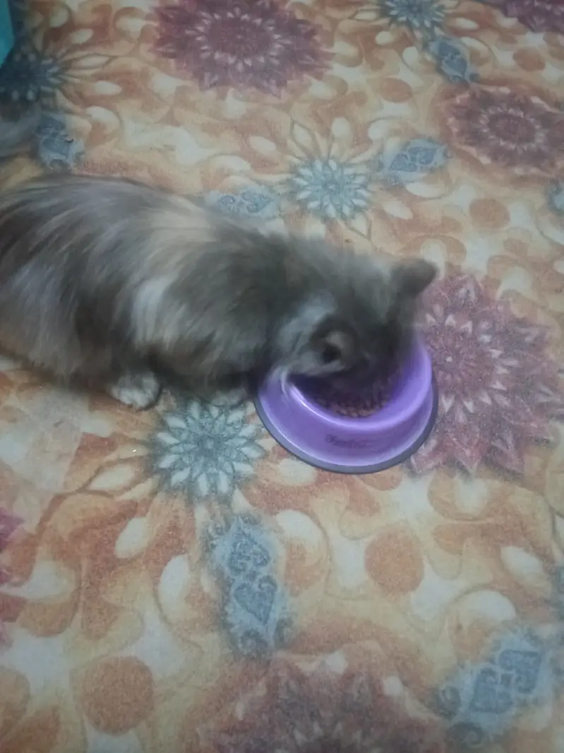 Pure Persian breed Long, soft, fluffy coat Beautiful flat face with ex — photo 5