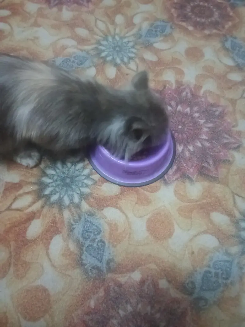 Pure Persian breed Long, soft, fluffy coat Beautiful flat face with ex — photo 7