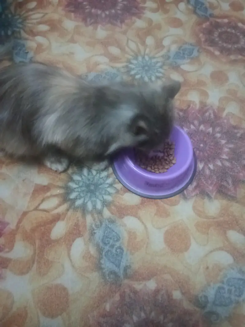 Pure Persian breed Long, soft, fluffy coat Beautiful flat face with ex — photo 8