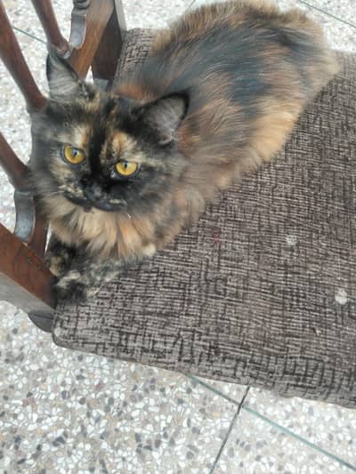 cat is no pregnant