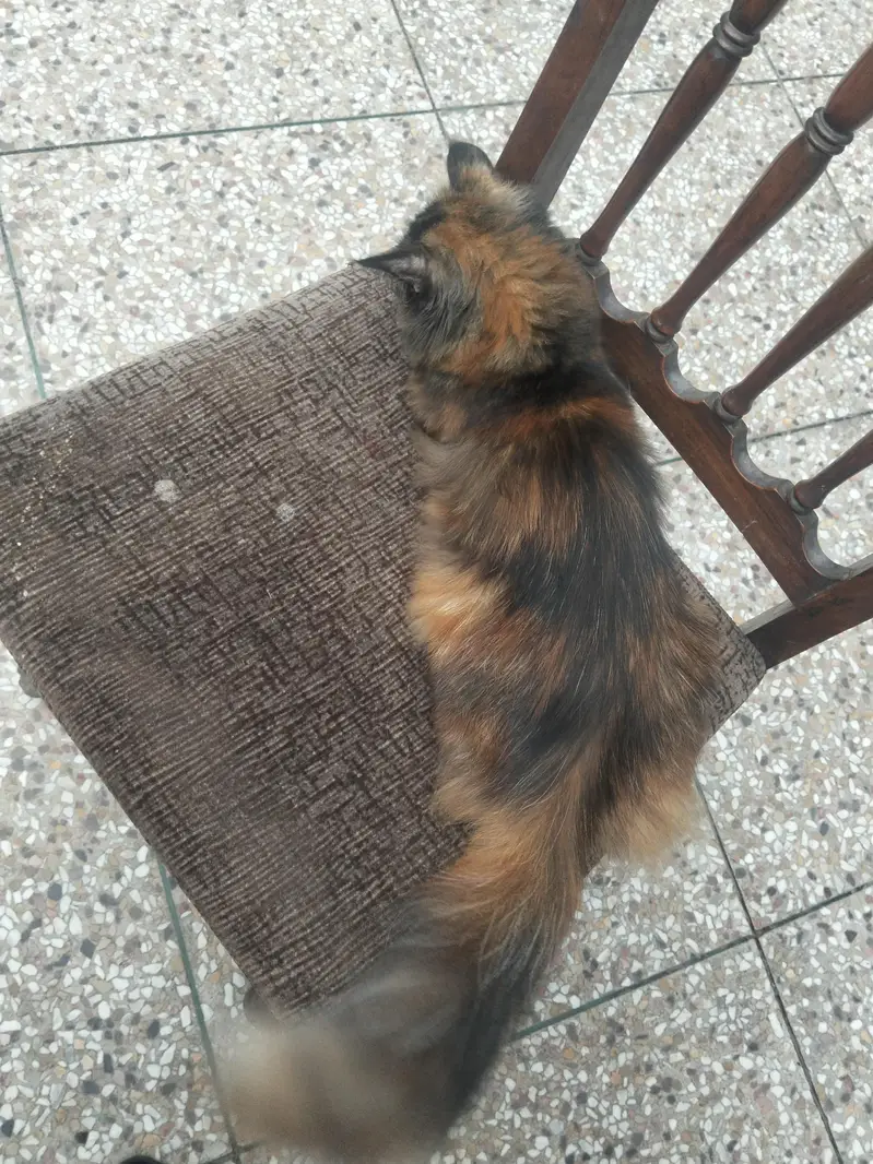 cat is no pregnant — photo 2
