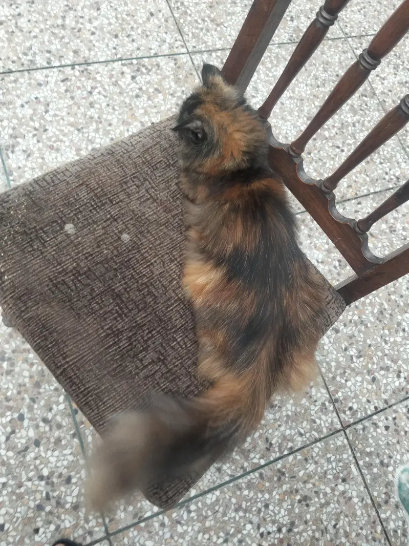 cat is no pregnant — photo 3