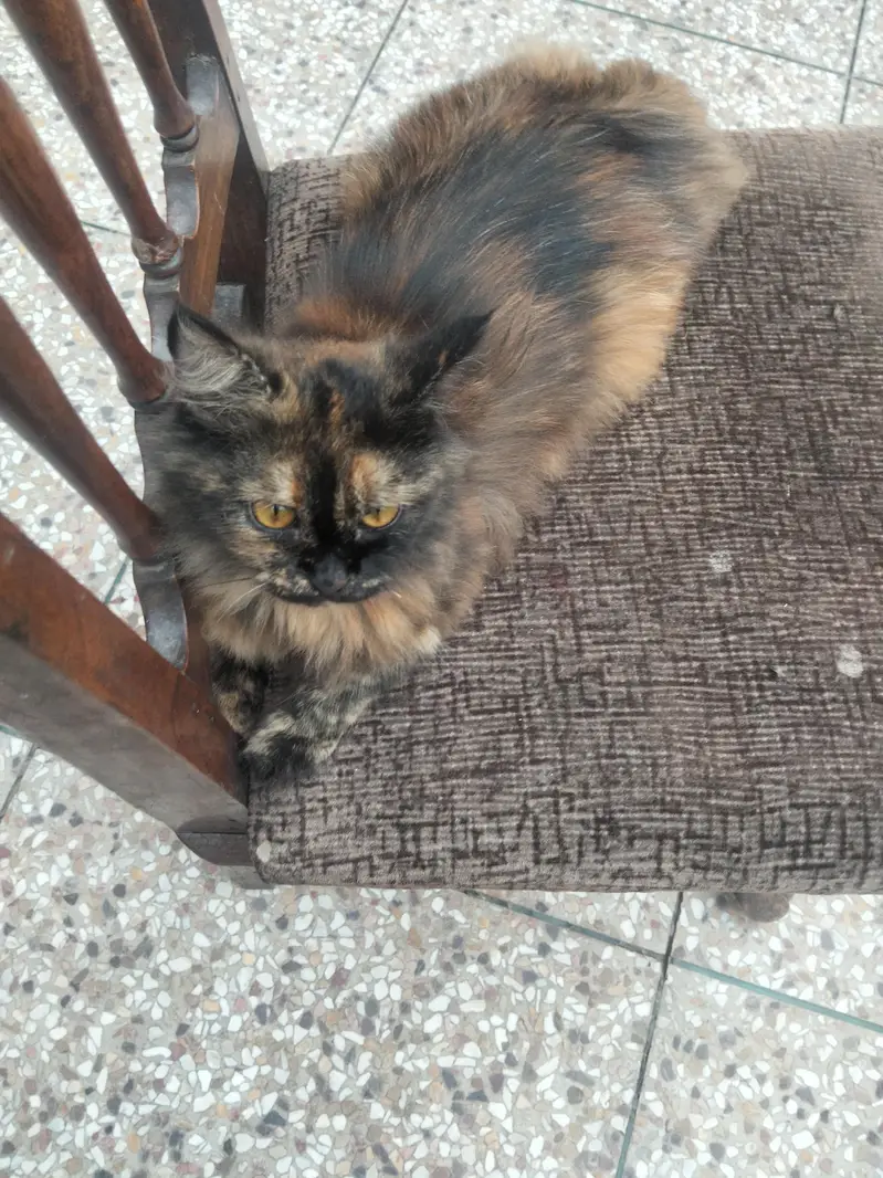 cat is no pregnant — photo 4